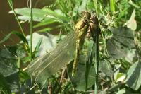 Orthetrum cancellatum