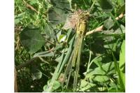 Orthetrum cancellatum