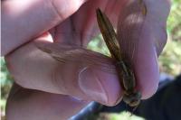 Crocothemis erythraea
