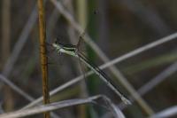 Lestes barbarus
