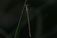 Lestes barbarus