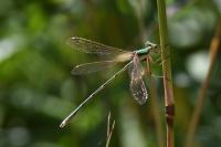 Lestes barbarus