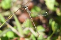 Lestes barbarus