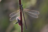 Lestes barbarus