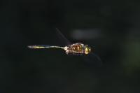 Somatochlora metallica