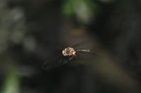 Somatochlora metallica