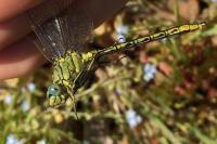 Gomphus pulchellus