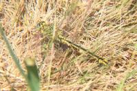 Gomphus pulchellus