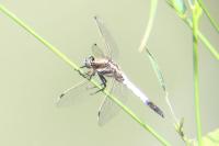 Orthetrum albistylum