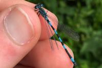 Coenagrion mercuriale
