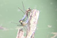 Orthetrum cancellatum