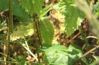 Orthetrum cancellatum