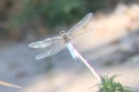 Libellula fulva