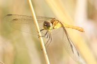 Sympetrum meridionale