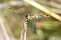 Sympetrum sanguineum