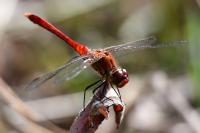Sympetrum sanguineum