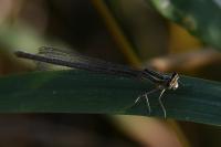Platycnemis pennipes