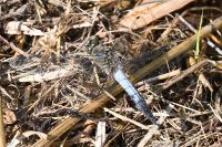 Orthetrum cancellatum