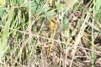 Orthetrum cancellatum