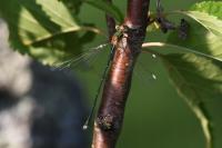 Chalcolestes viridis