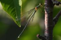Chalcolestes viridis
