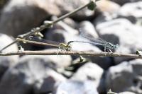 Platycnemis pennipes
