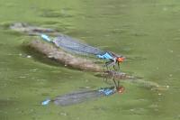Erythromma viridulum