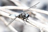 Libellula fulva