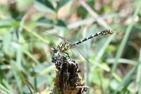 Onychogomphus forcipatus