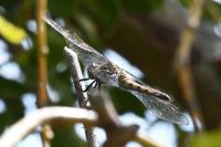 Orthetrum cancellatum