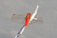 Crocothemis erythraea