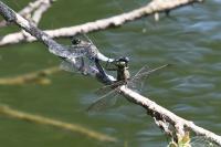 Orthetrum cancellatum