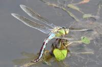 Anax imperator