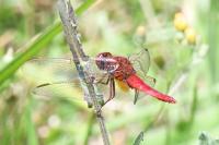 Crocothemis erythraea