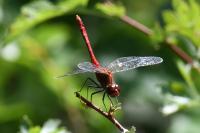 Sympetrum sanguineum