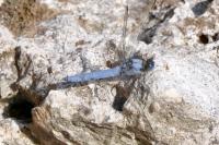 Orthetrum brunneum