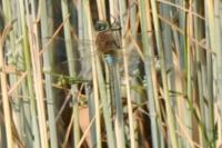 Anax parthenope