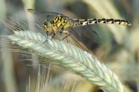 Onychogomphus forcipatus