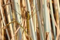 Orthetrum cancellatum