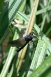 Calopteryx splendens