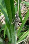 Gomphus vulgatissimus