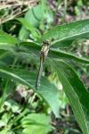 Gomphus vulgatissimus