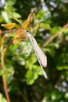 Coenagrion puella