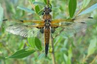 Libellula quadrimaculata