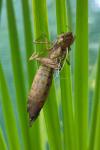 Anax imperator