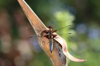 Libellula depressa