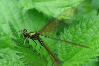 Calopteryx splendens