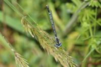 Platycnemis pennipes