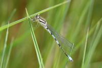 Coenagrion scitulum