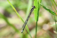 Coenagrion scitulum